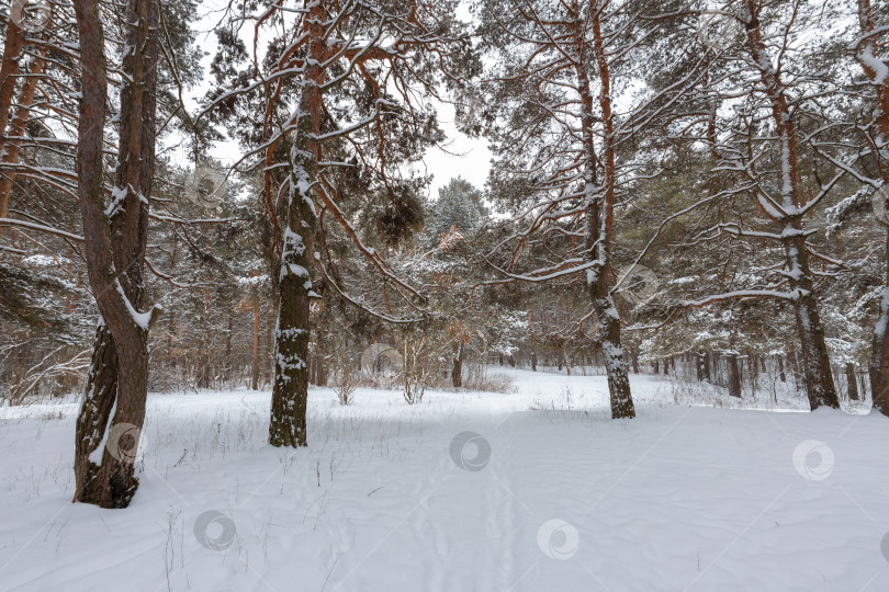 Скачать Снежный пейзаж фотосток Ozero