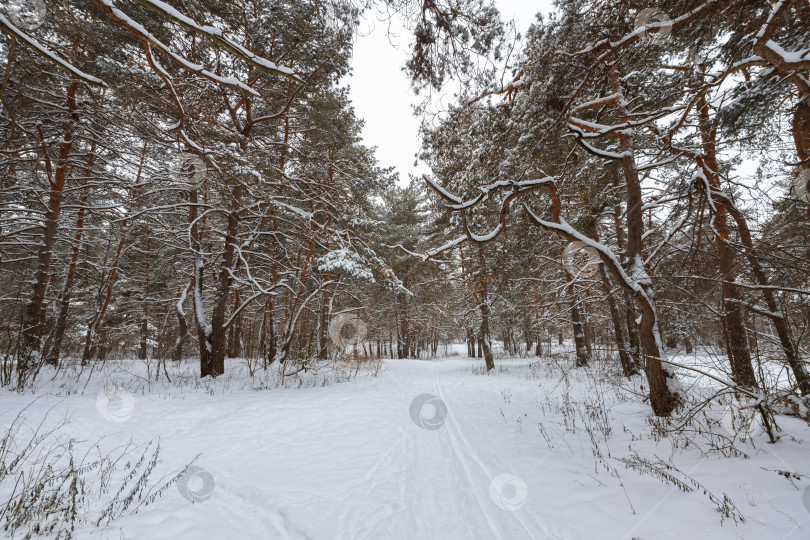 Скачать Зимний пейзаж фотосток Ozero