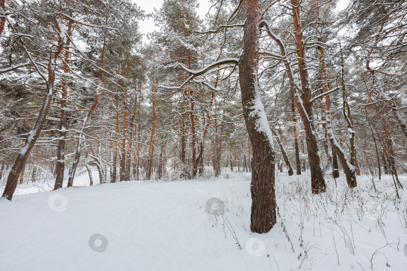 Скачать Зимний пейзаж в сосновом парке фотосток Ozero