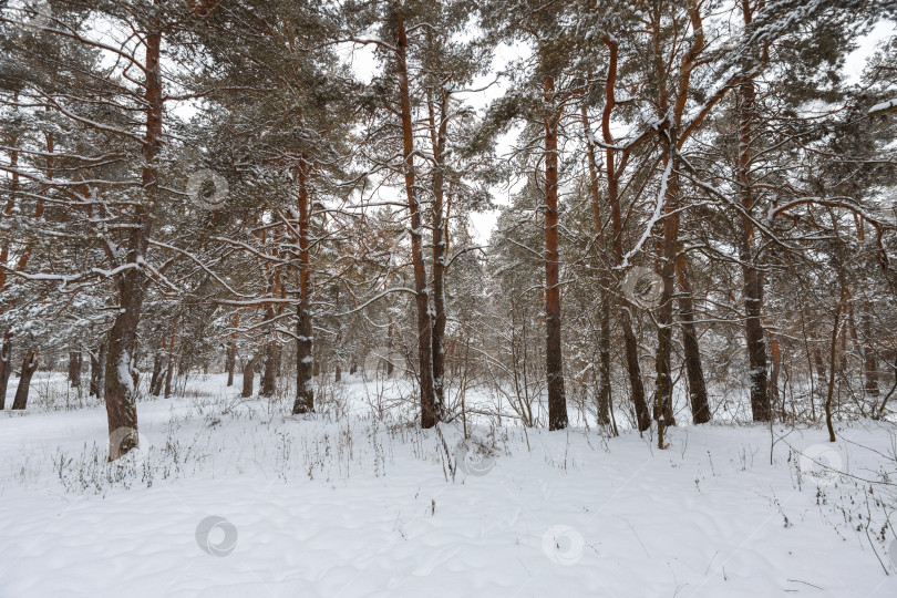 Скачать Зима фотосток Ozero