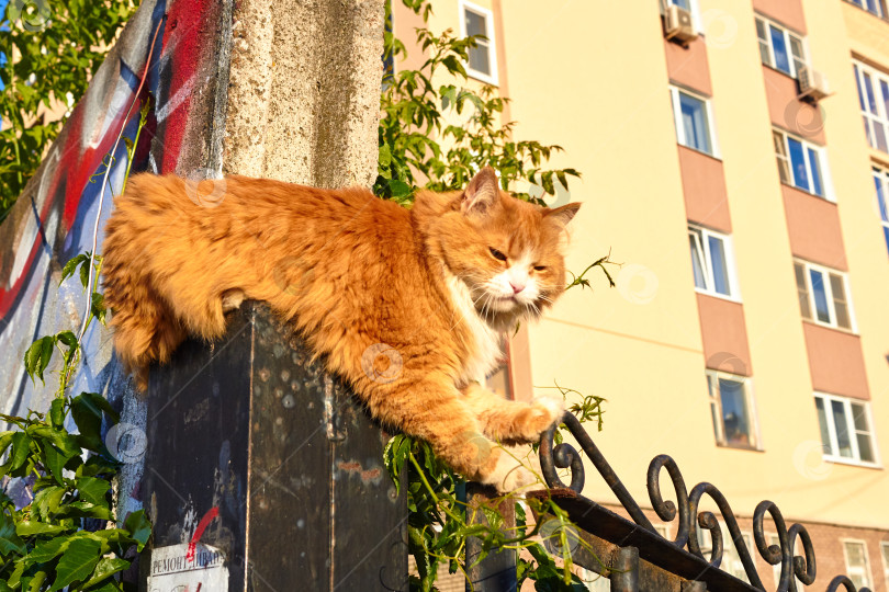 Скачать Фотография рыжеволосой кошки, сидящей на заборе и смотрящей в сторону. Лето. День. фотосток Ozero