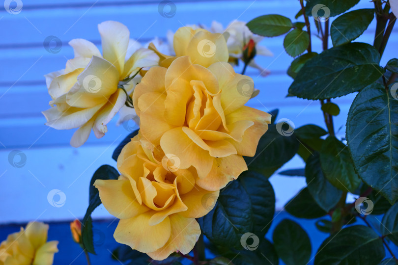 Скачать желтые садовые розы на фоне забора. фотосток Ozero