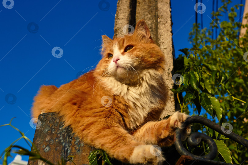 Скачать Фотография рыжеволосой кошки, сидящей на заборе и смотрящей в сторону. Лето. День. фотосток Ozero