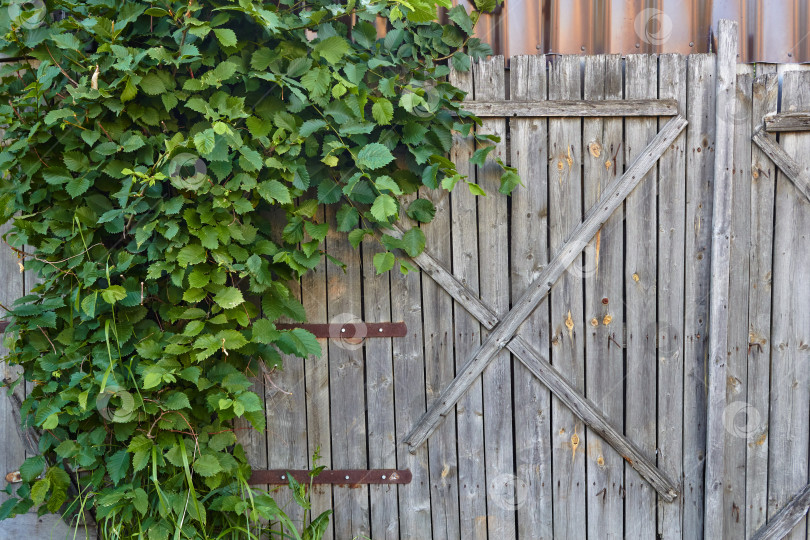 Скачать старый некрашеный деревянный забор и зеленая изгородь. фотосток Ozero