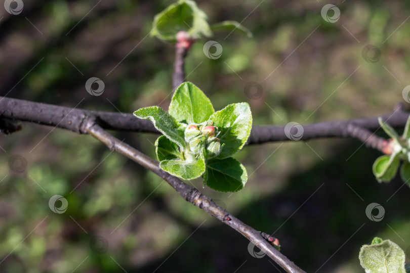 Скачать Маленькие зеленые листочки на ветке яблони фотосток Ozero