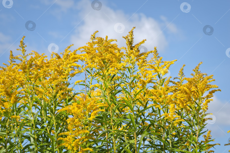 Скачать Желные цветки золотарника обыкновенного на фоне неба. фотосток Ozero