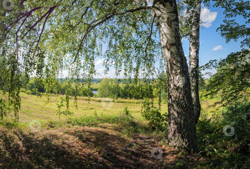 Скачать Летний пейзаж с березой. фотосток Ozero