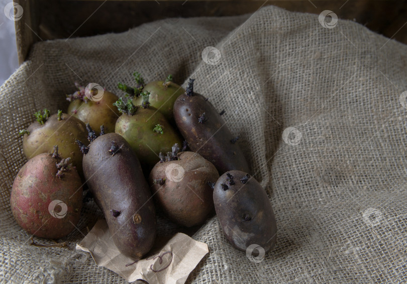 Скачать прорастающий картофель разных цветов на фоне мешковины фотосток Ozero