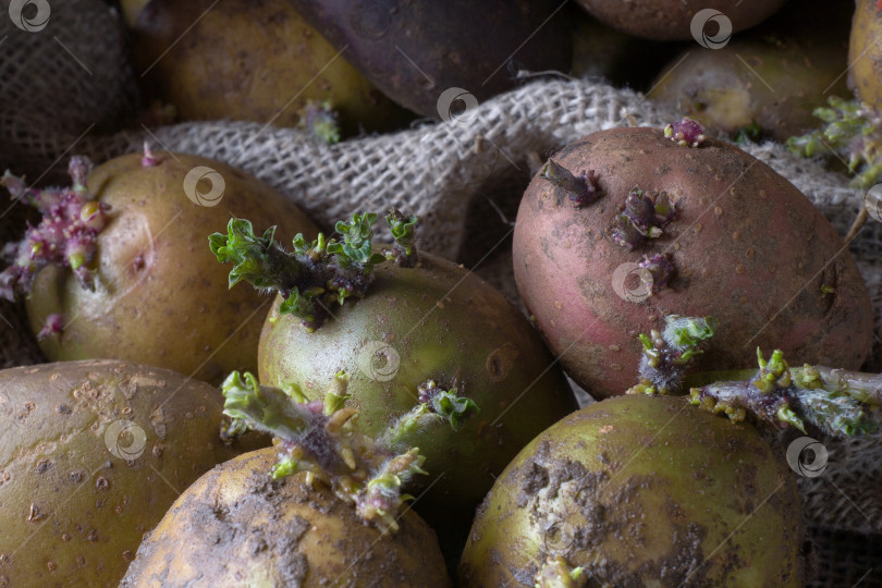 Скачать проросший картофель разных цветов, готовый к посадке фотосток Ozero