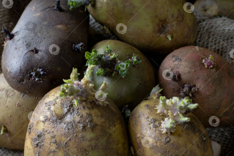 Скачать Ростки картофеля разного цвета, крупным планом фотосток Ozero