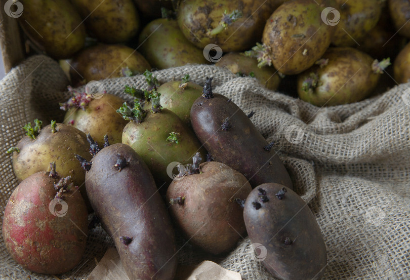Скачать проращивание картофеля разных цветов фотосток Ozero