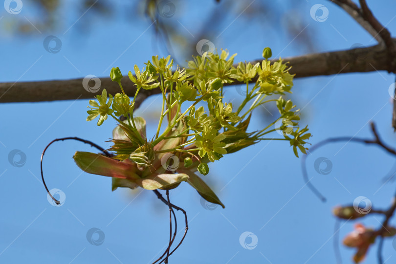 Скачать Распускаются цветочные почки остролистного клена (лат. Acer platanoides). фотосток Ozero