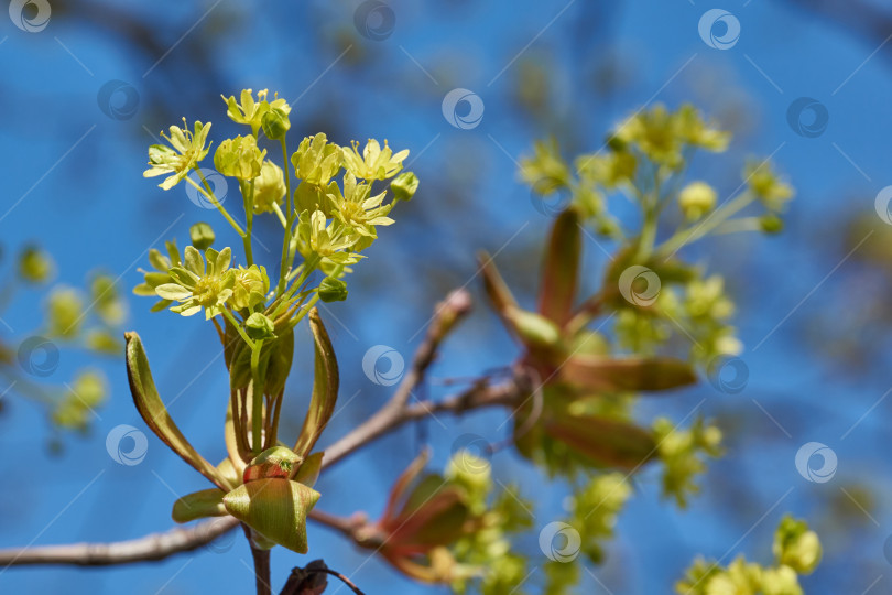 Скачать Распускаются цветочные почки остролистного клена (лат. Acer platanoides). фотосток Ozero