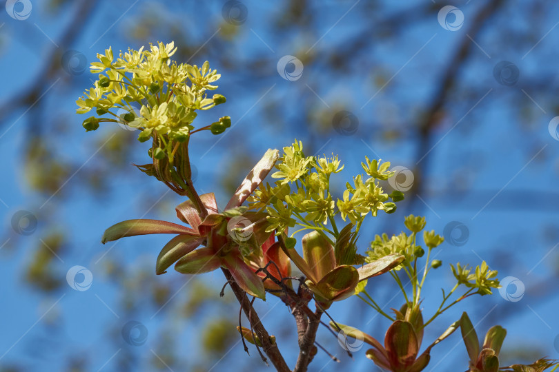 Скачать Распускаются цветочные почки остролистного клена (лат. Acer platanoides). фотосток Ozero