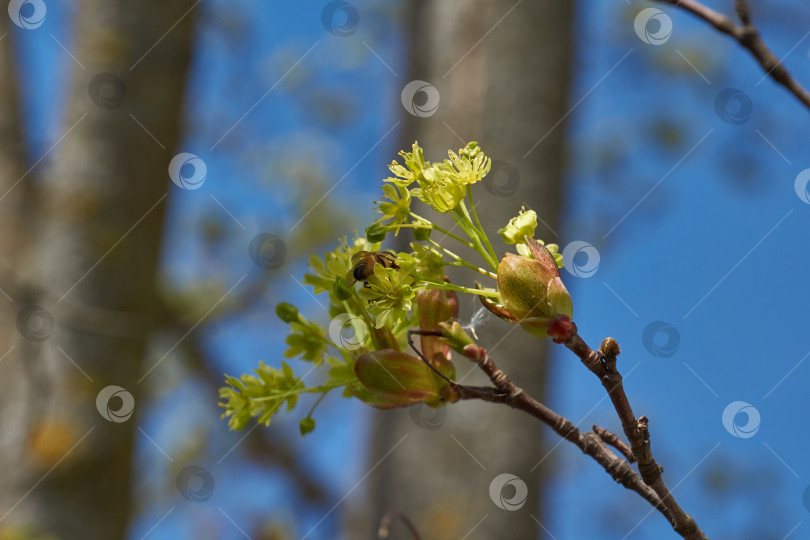 Скачать Распускаются цветочные почки остролистного клена (лат. Acer platanoides). фотосток Ozero