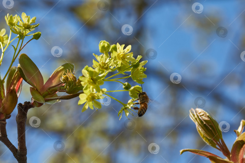 Скачать Распускаются цветочные почки остролистного клена (лат. Acer platanoides). фотосток Ozero