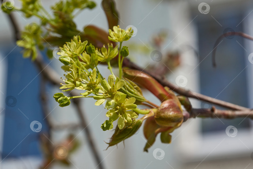 Скачать Распускаются цветочные почки остролистного клена (лат. Acer platanoides). фотосток Ozero