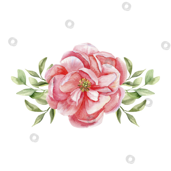 Скачать Акварельная композиция из розового пиона с зелеными листьями. Нарисованная от руки цветочная композиция для оформления приглашений, этикеток, логотипов, открыток. Клипарт для концептуального дизайна фотосток Ozero
