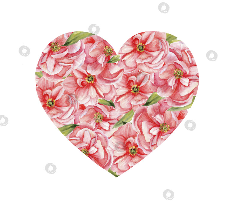 Скачать Нарисованный акварелью венок из розовых пионов в форме сердца. Рамка с летними бледно-розовыми цветами для оформления приглашений, открыток, свадеб, дня Святого Валентина фотосток Ozero