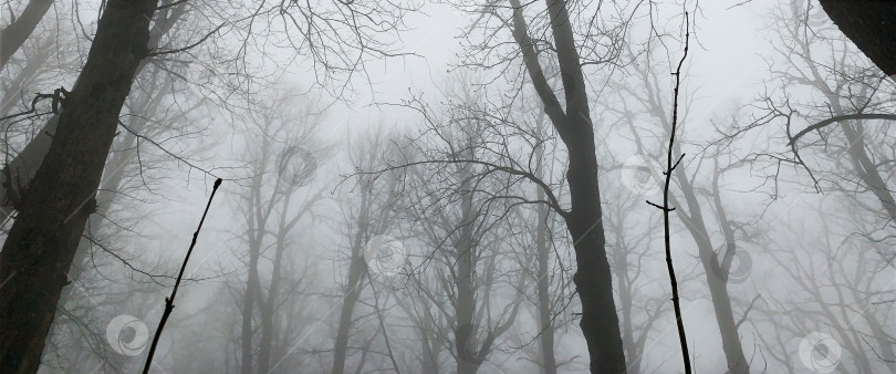 Скачать Мистический туман в лесу фотосток Ozero