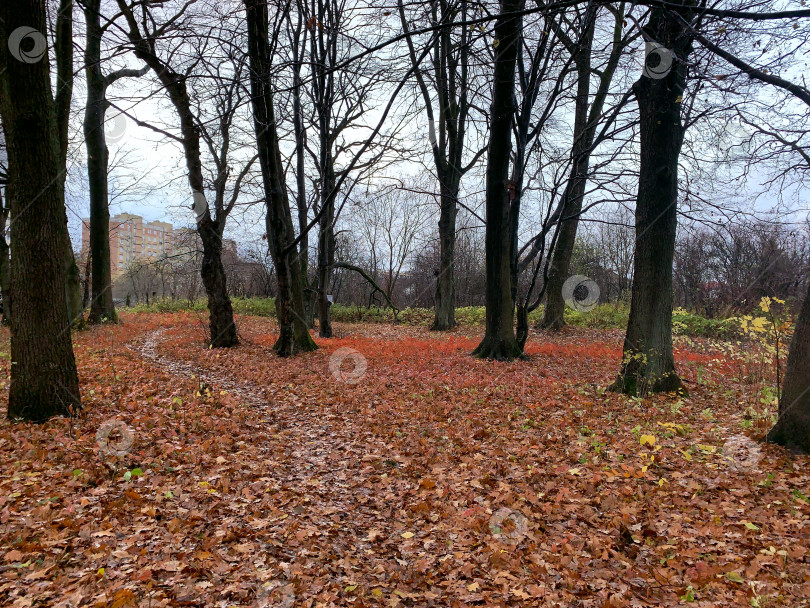 Скачать Тропинка среди деревьев в осеннем лесу фотосток Ozero