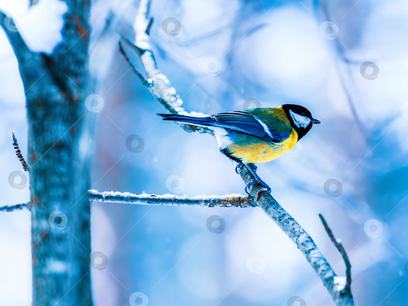 Скачать Синица в красивом зимнем лесу. Зимний морозный фон с животным. Певчие птицы снежной зимой. фотосток Ozero