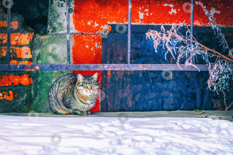 Скачать Бездомный серый кот сидит на зимней улице у подъезда дома на фоне стены. Зимний кот. фотосток Ozero