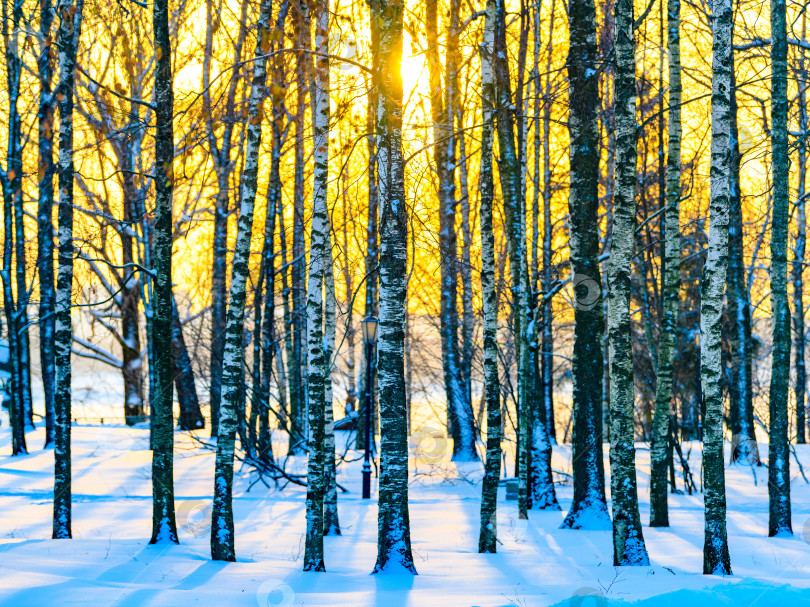 Скачать Березовый лес с заснеженными деревьями на закате или рассвете. Морозные деревья, освещенные лучами солнца. Зимний красочный пейзаж. Рождественские каникулы.Прогулка по парку. фотосток Ozero