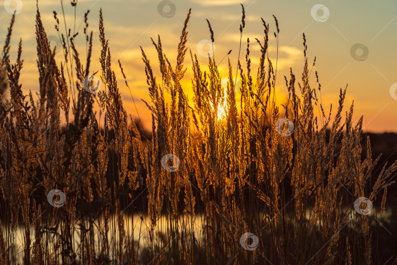 Скачать различные полевые травы и цветы на фоне заходящего солнца фотосток Ozero