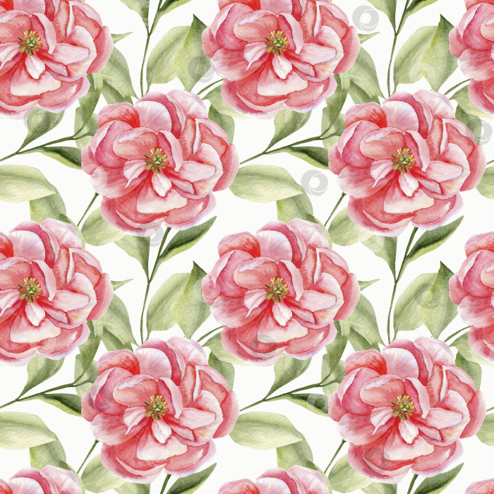 Скачать Акварельные розовые пионы с художественным бесшовным рисунком. Нарисованный вручную цветочный фон для текстиля, скрапбукинга, бумажного дизайна. Садовые бледно-розовые цветы с зелеными листьями-ветками на белом фоне фотосток Ozero