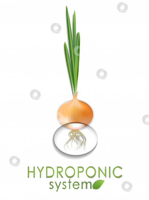 Скачать Растение, зеленый лук, выращенный в гидропонной, аэропонной системе. Современные сельскохозяйственные технологии фотосток Ozero