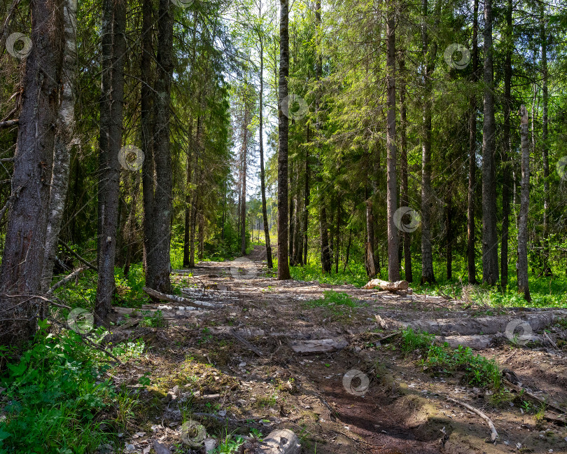 Скачать Например, участок дороги через болотистую местность, усеянную срубленными деревьями, ведет к лесозаготовительной площадке. фотосток Ozero