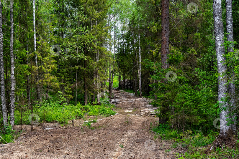 Скачать Например, часть дороги через болотистую местность, обсаженную спиленными деревьями, ведет к месту хранения пиломатериалов. фотосток Ozero
