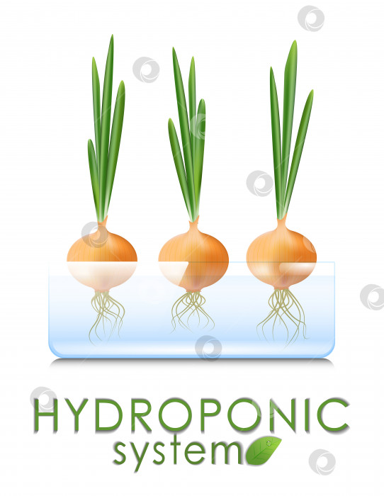 Скачать Выращивание овощей и зелени в гидропонной системе. Выращенный в воде зеленый лук. Аэропонные и гидропонные системы выращивания, удобство и чистота фотосток Ozero