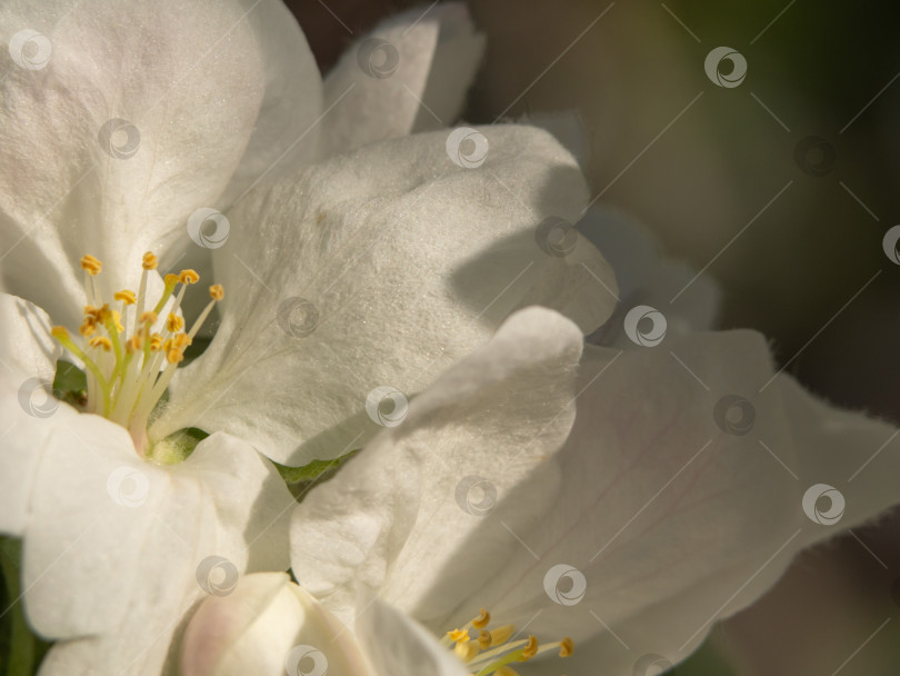 Скачать Естественный фон красивые нежные белые цветы яблони, распускающиеся в весеннем саду фотосток Ozero