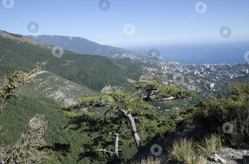 Скачать Вид на крымскую Ялту, горы, лес и море с Боткинской тропы фотосток Ozero