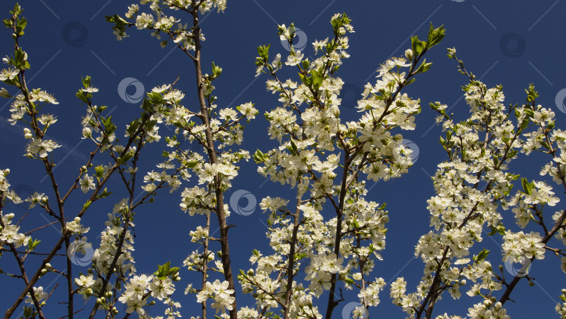 Скачать Дикая колючка, цветущая в весеннем саду. фотосток Ozero