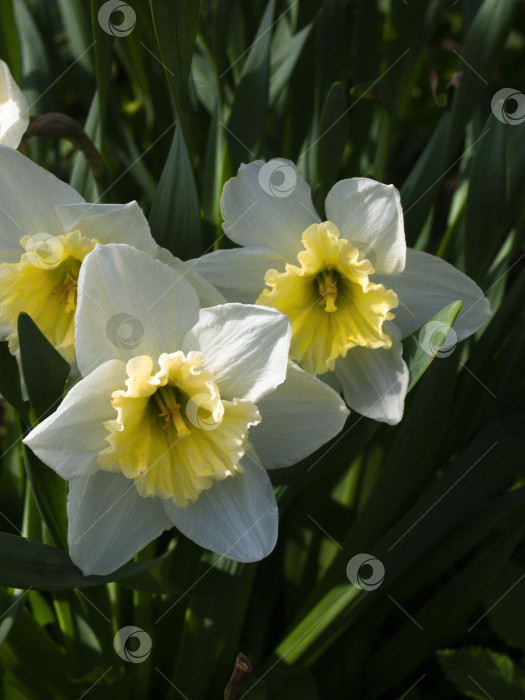 Скачать Нарциссы цветут на солнце в весеннем саду. фотосток Ozero