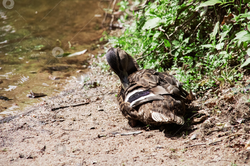 Скачать Утка чистит перья, сидя на берегу пруда фотосток Ozero