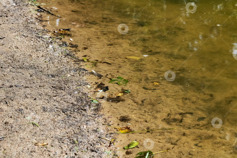 Скачать Песчаный берег реки и грязно-зеленая вода фотосток Ozero