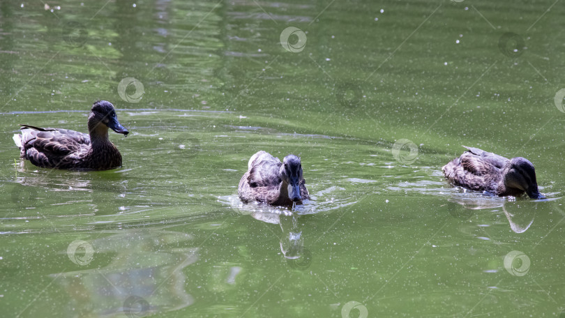 Скачать Много уток плавает в грязной зеленой воде реки фотосток Ozero