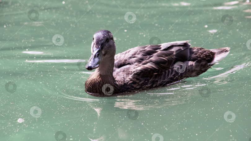 Скачать Утка плавает в грязной зеленой воде реки фотосток Ozero