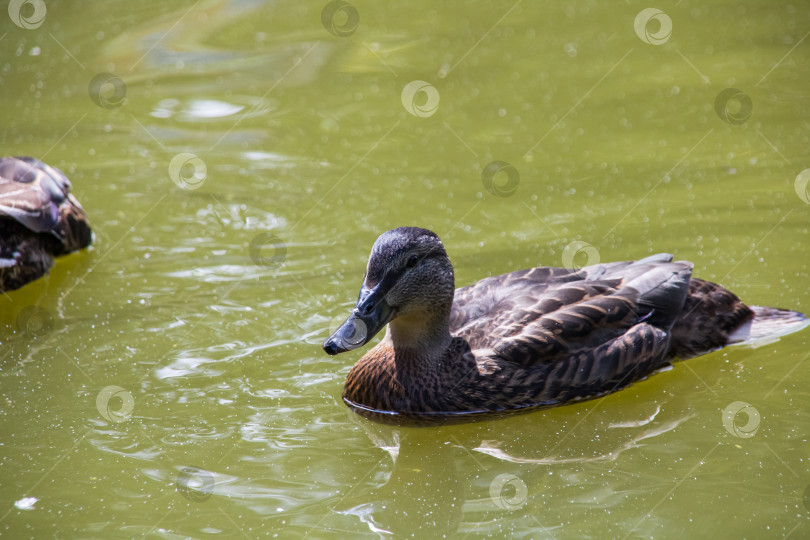 Скачать Утка плавает в грязной зеленой воде реки фотосток Ozero