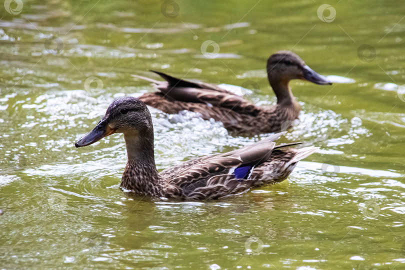Скачать Две утки плавают в грязной зеленой воде реки фотосток Ozero