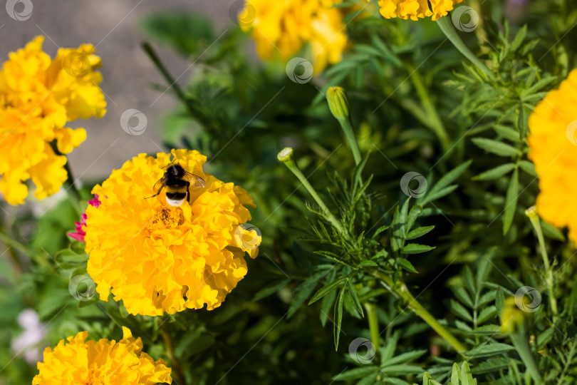 Скачать Шмель на желтом цветке крупным планом фотосток Ozero