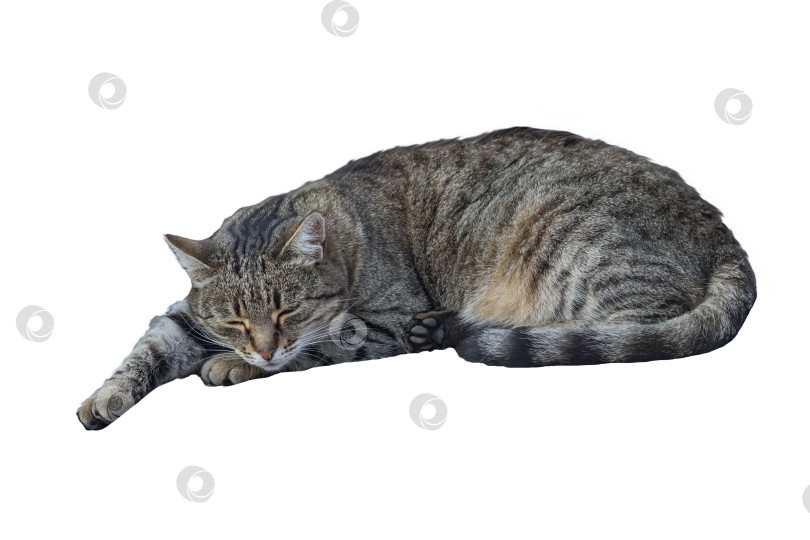 Скачать Серая полосатая кошка спит изолированно на белом фотосток Ozero