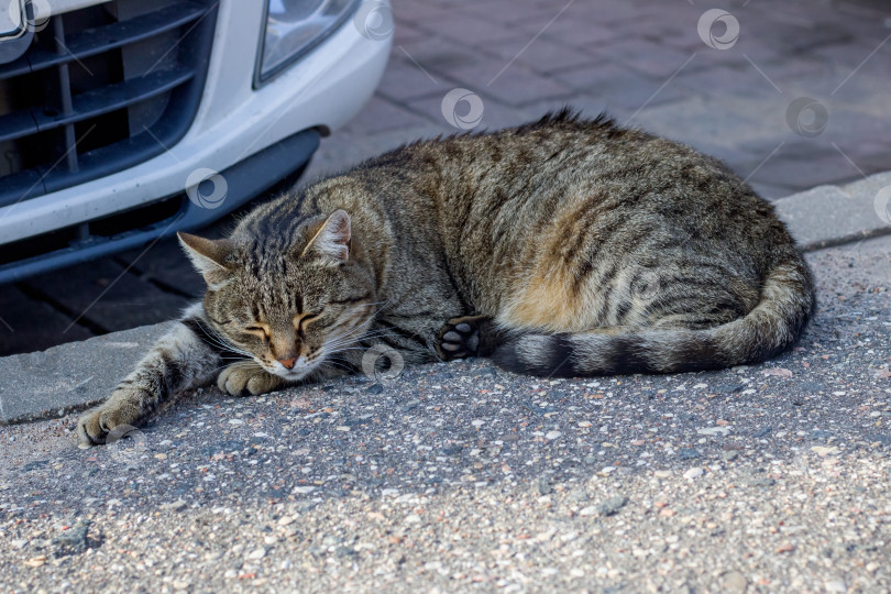 Скачать Серая полосатая кошка спит в машине крупным планом фотосток Ozero