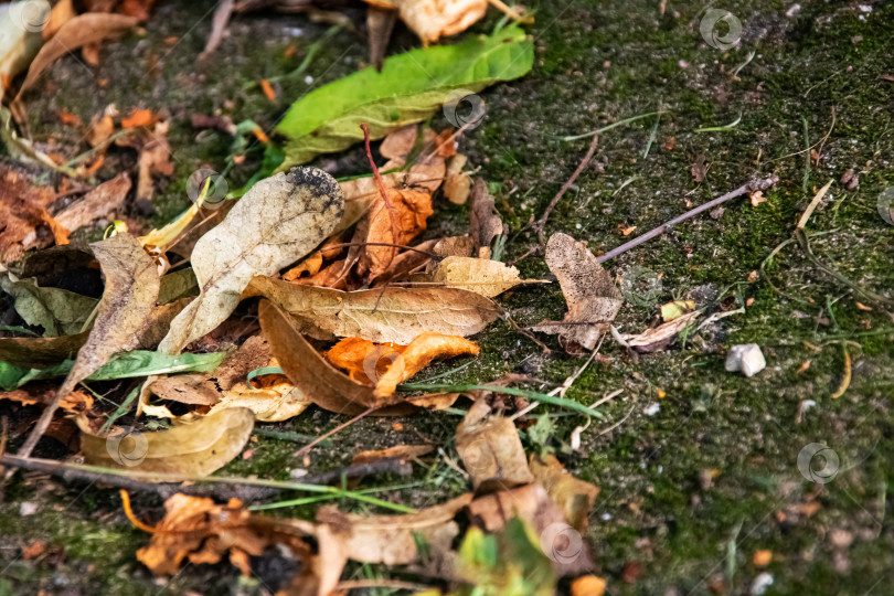 Скачать Желтые осенние листья на зеленом мху крупным планом фотосток Ozero