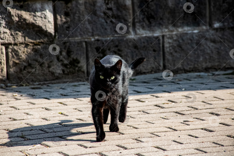 Скачать Черная кошка на тротуаре крупным планом фотосток Ozero