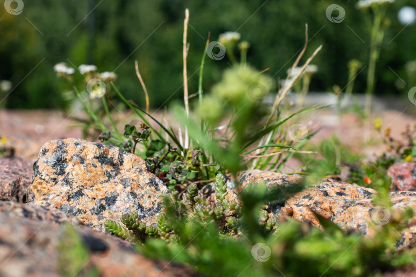 Скачать Большие камни и мох между ними, фон фотосток Ozero